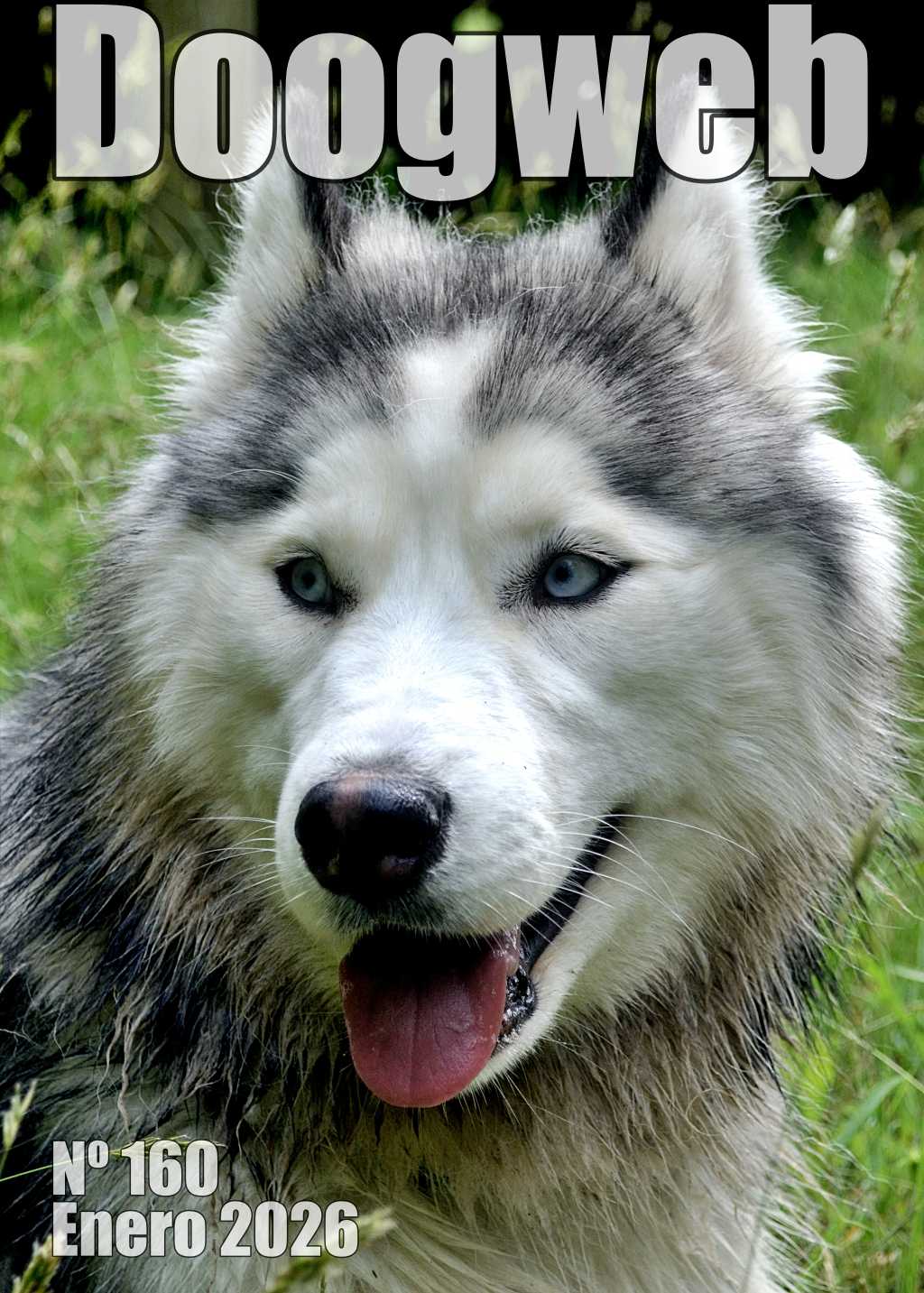 Los mejores artículos de doogweb en enero 2026