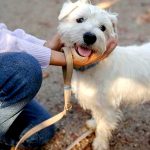 Blue Monday, hablemos de perros y personas...