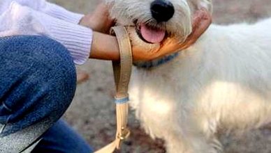 Blue Monday, hablemos de perros y personas...