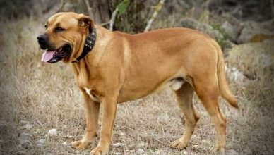 Muchas razas caninas españolas están en peligro de desaparición.