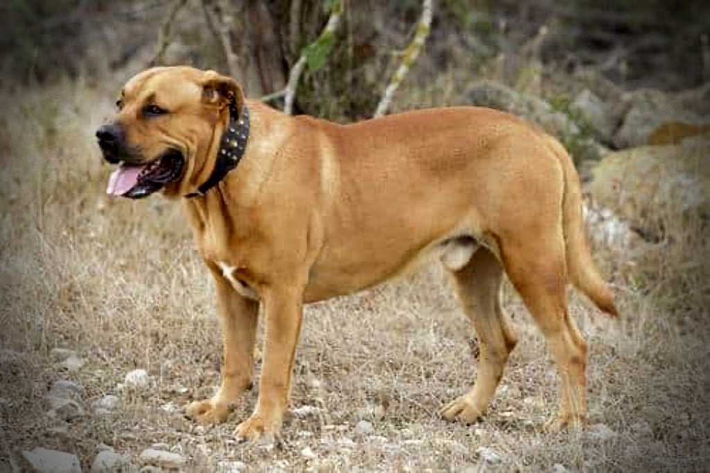 Muchas razas caninas españolas están en peligro de desaparición.