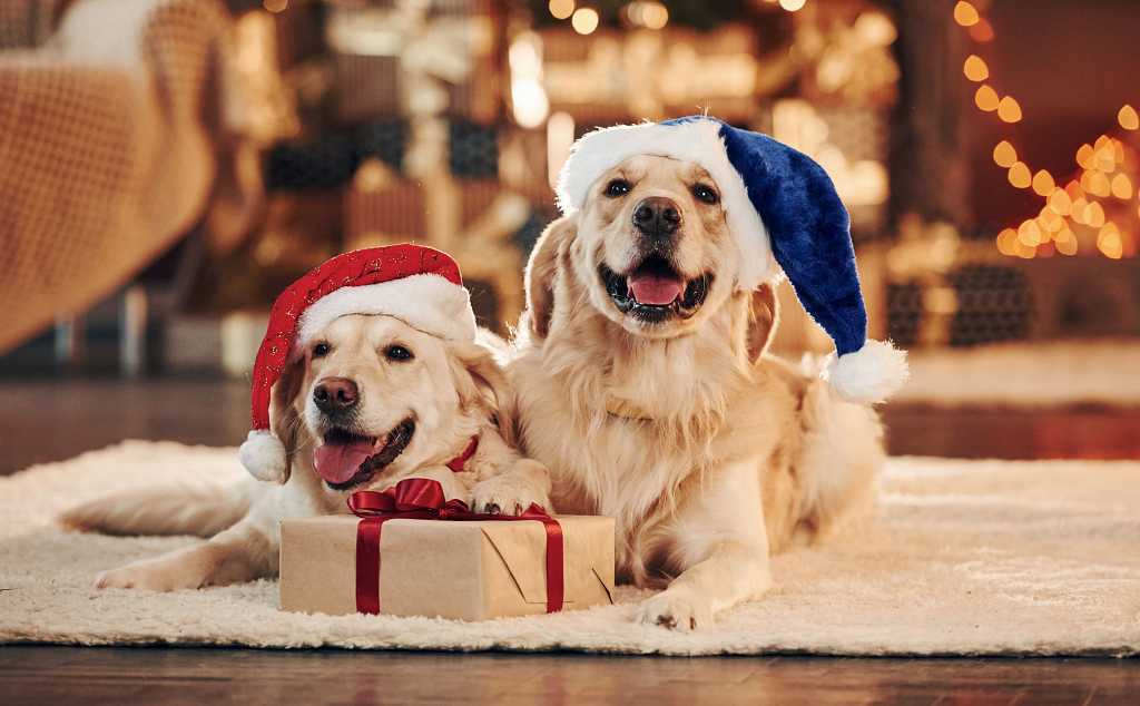 Llegan los Reyes Magos... Para los perros también ;-)