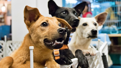 140.000 perros adoptados en 2025.