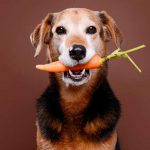 Piensos extrusionados, prensados, comida natural... Piensos extrusionados, prensados, comida natural...