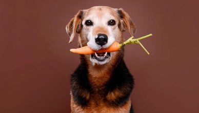 Piensos extrusionados, prensados, comida natural...
