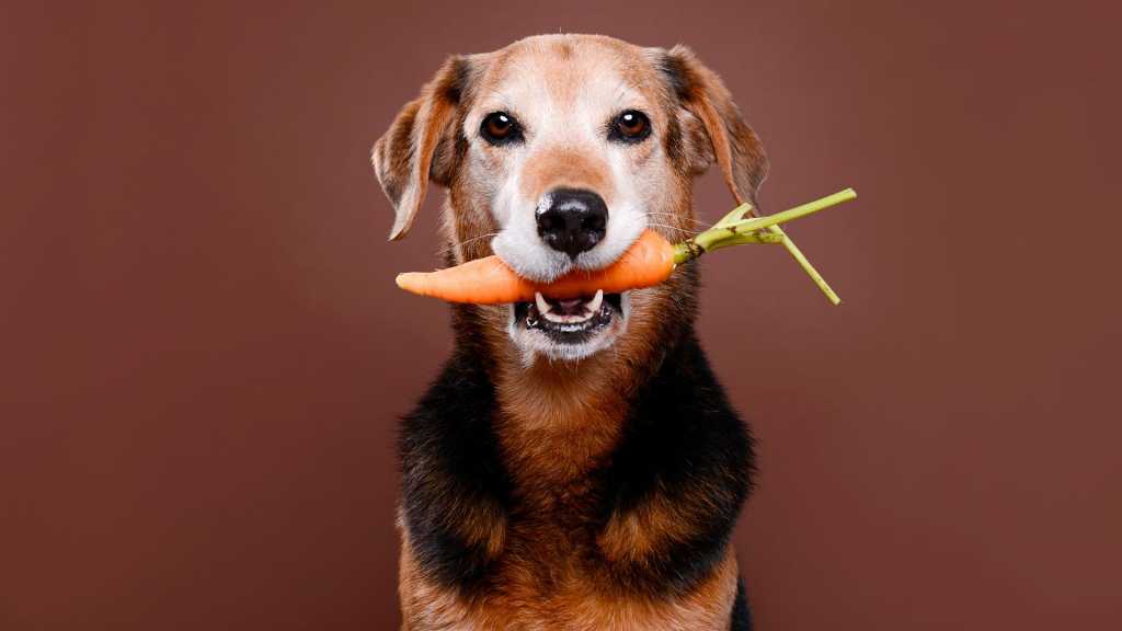 Piensos extrusionados, prensados, comida natural...