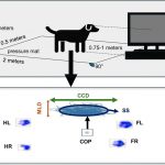 Tu voz puede afectar a la estabilidad de tu perro.