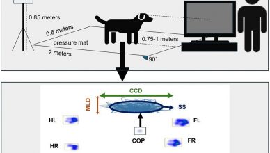 Tu voz puede afectar a la estabilidad de tu perro.