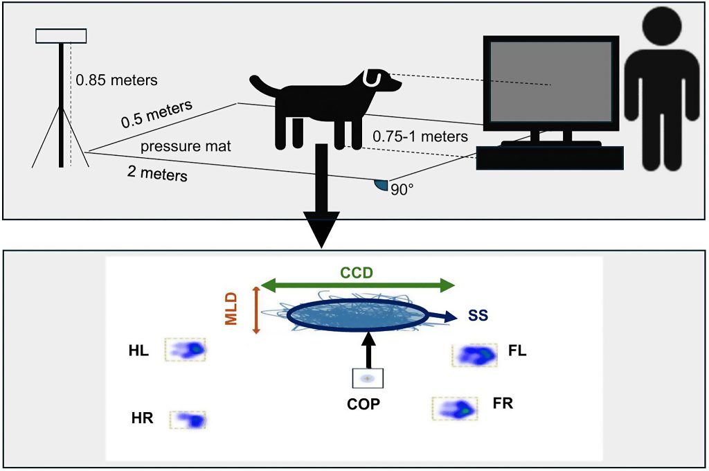 Tu voz puede afectar a la estabilidad de tu perro.