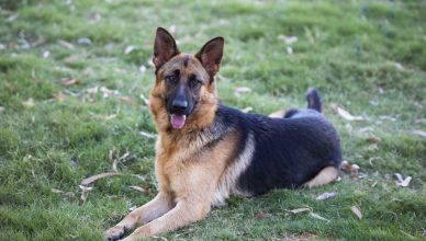 Epilepsia en perros, ¿se puede evitar o controlar?