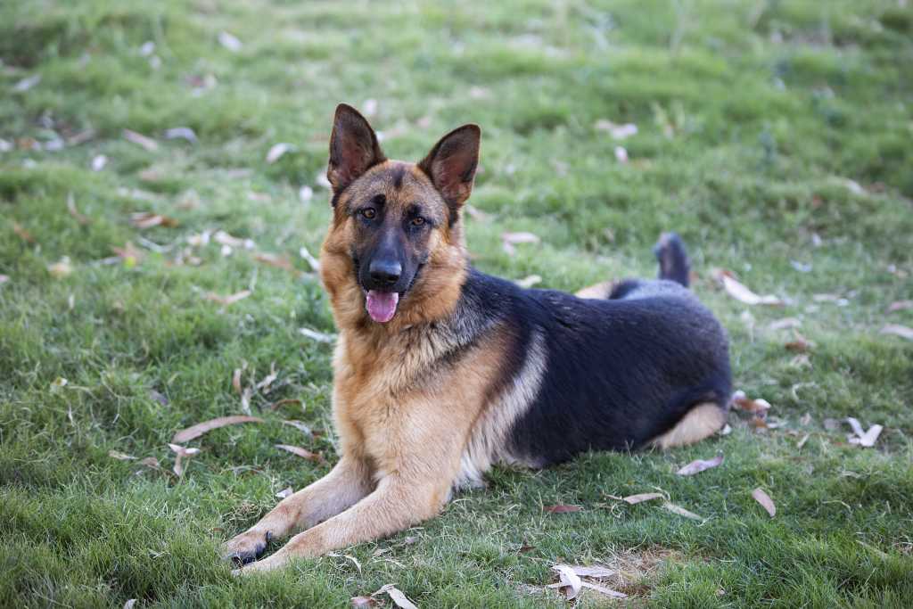 Epilepsia en perros, ¿se puede evitar o controlar?