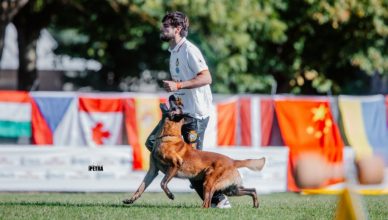 XXX Copa de España de Adiestramiento Canino IGP.