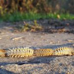 Oruga procesionaria, más peligrosa tras los temporales.