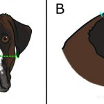 Estudio transversal sobre la prevalencia y los factores de riesgo conformacionales en catorce razas de perros braquicefálicos.