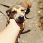 El Tanatorio de Bilbao permite que las familias puedan despedirse acompañadas de su perro.