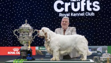 Ganador del premio al Mejor de la Exposición de Crufts 2026.