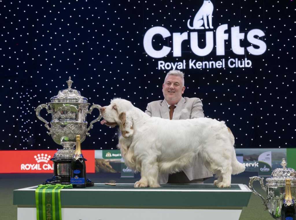 Ganador del premio al Mejor de la Exposición de Crufts 2026.