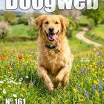 Los mejores artículos de doogweb en febrero 2026.