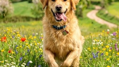 Los mejores artículos de doogweb en febrero 2026.