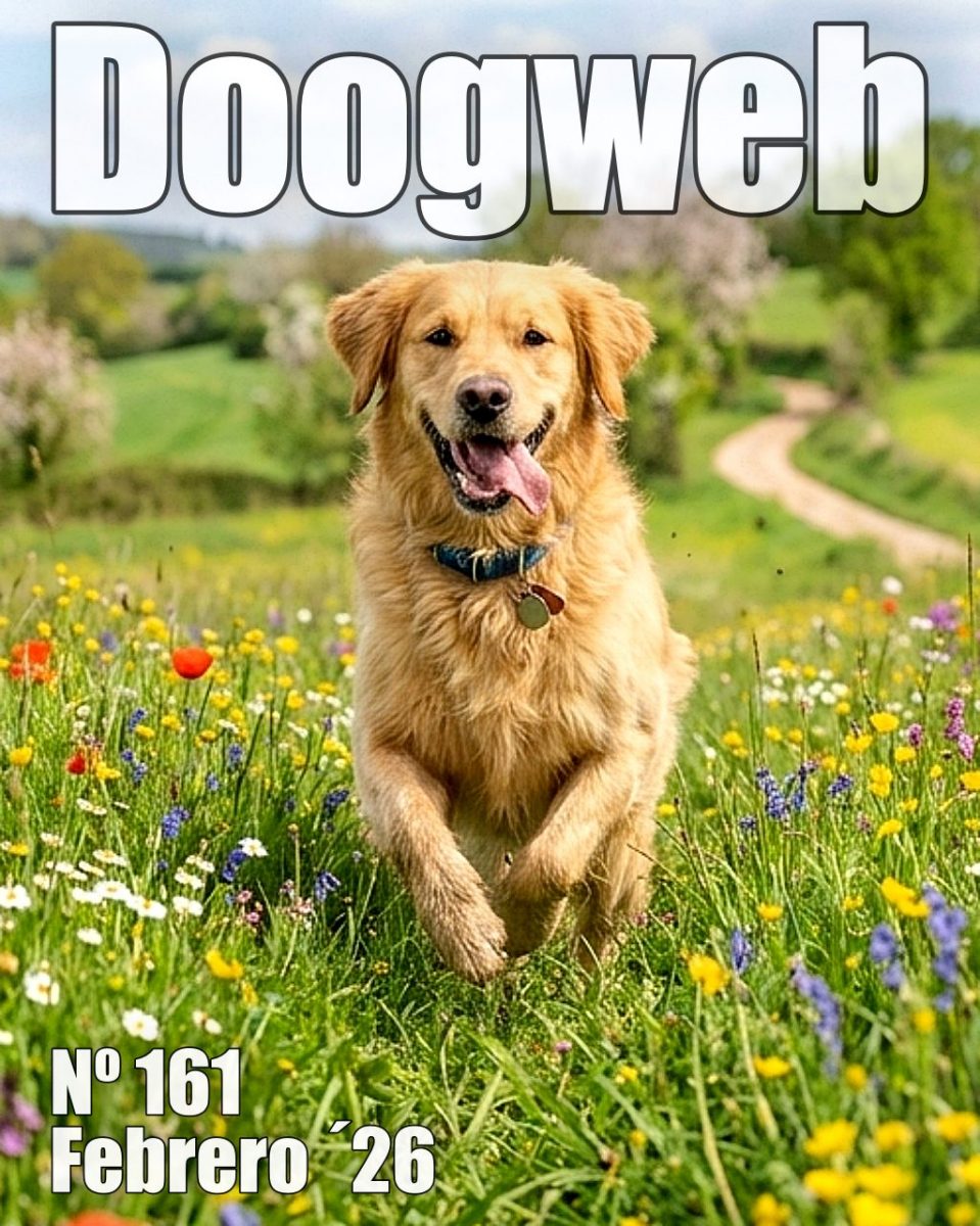 Los mejores artículos de doogweb en febrero 2026.