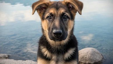 Los mejores artículos de doogweb en marzo 2026.