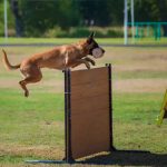XXX Copa de España de Adiestramiento Canino IGP.