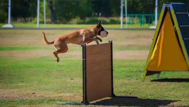 XXX Copa de España de Adiestramiento Canino IGP.