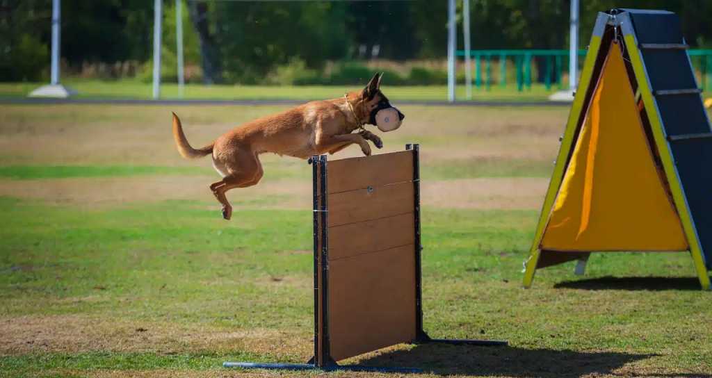 XXX Copa de España de Adiestramiento Canino IGP.