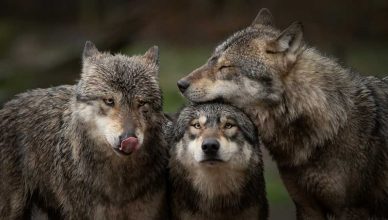 REBAJA DE LA PROTECCIÓN DEL LOBO: ¿Quién se beneficia realmente?