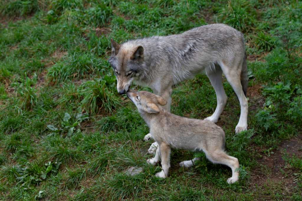 REBAJA DE LA PROTECCIÓN DEL LOBO: ¿Quién se beneficia realmente?