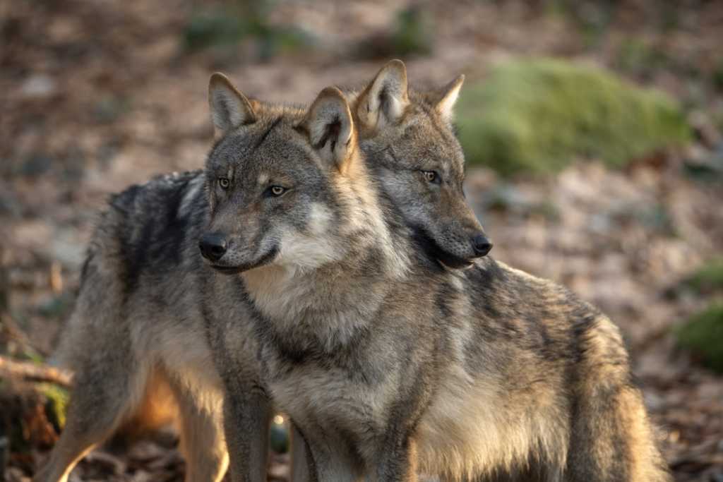 REBAJA DE LA PROTECCIÓN DEL LOBO: ¿Quién se beneficia realmente?