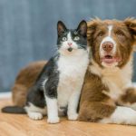 Pequeños cambios diarios que pueden marcar la salud de tu animal Pequeños cambios diariosque pueden marcar la salud de tu animal.