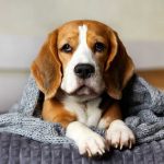 Razas de perro con más enfermedades raras.