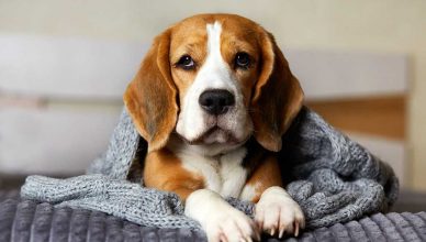 Razas de perro con más enfermedades raras.