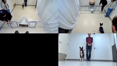 Los humanos razonamos regularmente sobre las causas de los eventos y acciones que observamos en el mundo, tanto para inferir las propiedades físicas y los mecanismos de los objetos como para comprender las acciones de otros. La evidencia del razonamiento causal en animales no humanos es heterogénea y puede detectarse con mayor facilidad en algunos contextos que en otros. Los perros, por ejemplo, no superan la mayoría de las pruebas de razonamiento causal relacionadas con la cognición física, pero poseen habilidades sociocognitivas sofisticadas. En este estudio preinscrito, evaluamos si los perros son capaces de realizar inferencias racionales sobre las causas de acciones fallidas en dos experimentos análogos, que diferían únicamente en la naturaleza de dichos fallos. Se observó que los perros, agentes humanos, abrían o no dos puertas, en contextos donde sus fallos podían atribuirse a la falta de competencia de un agente o a las propiedades físicas de una puerta. Si los perros son capaces de realizar inferencias causales por igual en contextos sociales y físicos, deberían tener éxito en ambos experimentos. Sin embargo, si los perros son más propensos a realizar inferencias causales sociales que físicas, deberían encontrar el contexto de competencia más interpretable que el físico. Los perros no lograron hacer inferencias racionales en ninguno de los contextos, lo que plantea cuestiones teóricas y metodológicas para trabajos futuros.