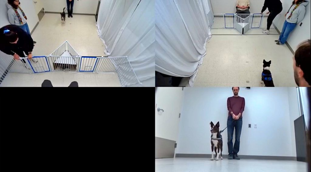 Los humanos razonamos regularmente sobre las causas de los eventos y acciones que observamos en el mundo, tanto para inferir las propiedades físicas y los mecanismos de los objetos como para comprender las acciones de otros. La evidencia del razonamiento causal en animales no humanos es heterogénea y puede detectarse con mayor facilidad en algunos contextos que en otros. Los perros, por ejemplo, no superan la mayoría de las pruebas de razonamiento causal relacionadas con la cognición física, pero poseen habilidades sociocognitivas sofisticadas. En este estudio preinscrito, evaluamos si los perros son capaces de realizar inferencias racionales sobre las causas de acciones fallidas en dos experimentos análogos, que diferían únicamente en la naturaleza de dichos fallos. Se observó que los perros, agentes humanos, abrían o no dos puertas, en contextos donde sus fallos podían atribuirse a la falta de competencia de un agente o a las propiedades físicas de una puerta. Si los perros son capaces de realizar inferencias causales por igual en contextos sociales y físicos, deberían tener éxito en ambos experimentos. Sin embargo, si los perros son más propensos a realizar inferencias causales sociales que físicas, deberían encontrar el contexto de competencia más interpretable que el físico. Los perros no lograron hacer inferencias racionales en ninguno de los contextos, lo que plantea cuestiones teóricas y metodológicas para trabajos futuros.