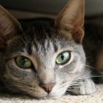 Los gatos... ¿avisan cuando están enfermos?