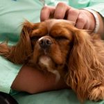 TAA´s en el Hospital de Bellvitge.