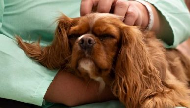 TAA´s en el Hospital de Bellvitge.