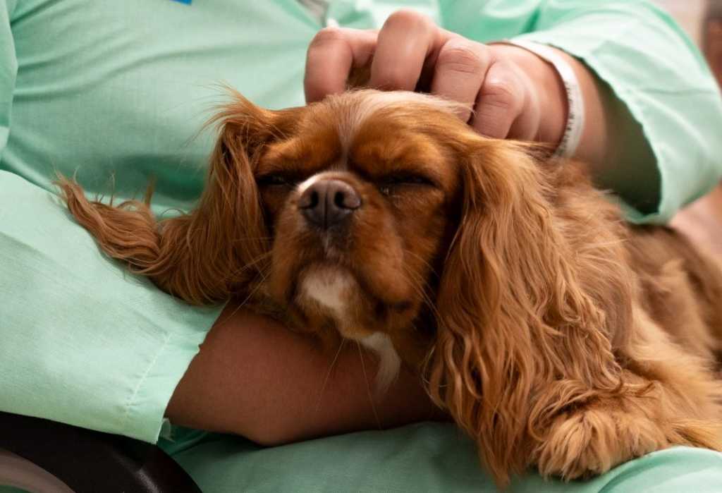 TAA´s en el Hospital de Bellvitge.