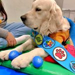 Talleres asistidos con perros en el CPEE Infanta Elena de Madrid.