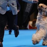 Más de 2.000 perros de 300 razas convertirán Valladolid en la gran capital canina de Europa del 1 al 3 de mayo.