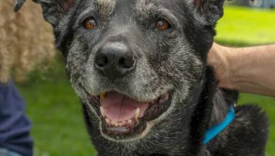 Perros grandes...Menos posibilidades de adopción.