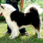 La raza Laika de Yakutia recibe el reconocimiento del Royal Kennel Club.