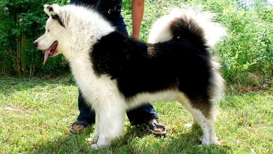 La raza Laika de Yakutia recibe el reconocimiento del Royal Kennel Club.