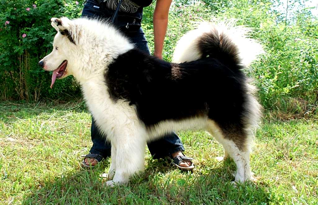 La raza Laika de Yakutia recibe el reconocimiento del Royal Kennel Club.