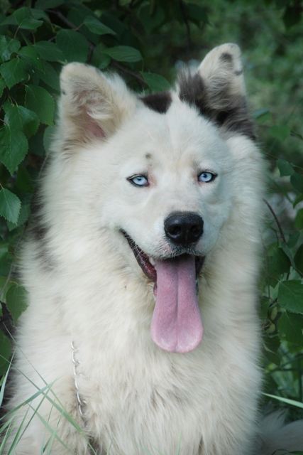Laika de Yakutia.