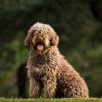 El Perro de Agua Español, el Mastín Español y el Presa Canario repiten como las razas españolas más buscadas por los hogares españoles.