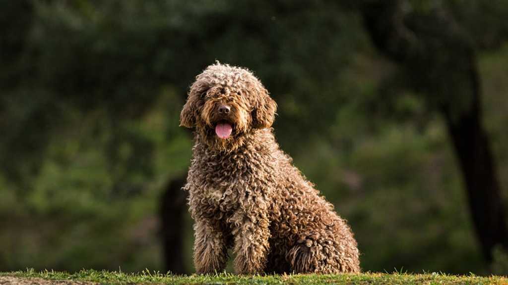 El Perro de Agua Español, el Mastín Español y el Presa Canario repiten como las razas españolas más buscadas por los hogares españoles.