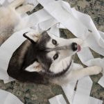 ¿Está estresado tu perro o gato? 5 pasos para identificar el malestar emocional en tu mascota y ayudarlo.